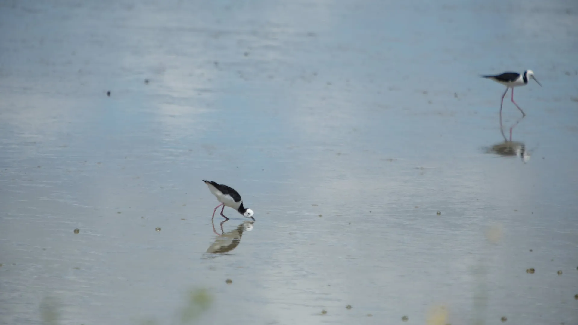 Pied stilts wading across still, reflective shallows at a quiet estuary