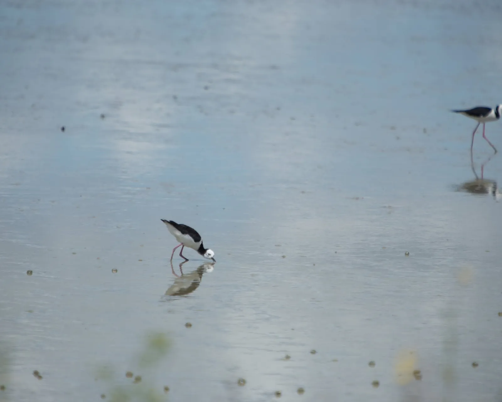 Pied stilts wading across still, reflective shallows at a quiet estuary