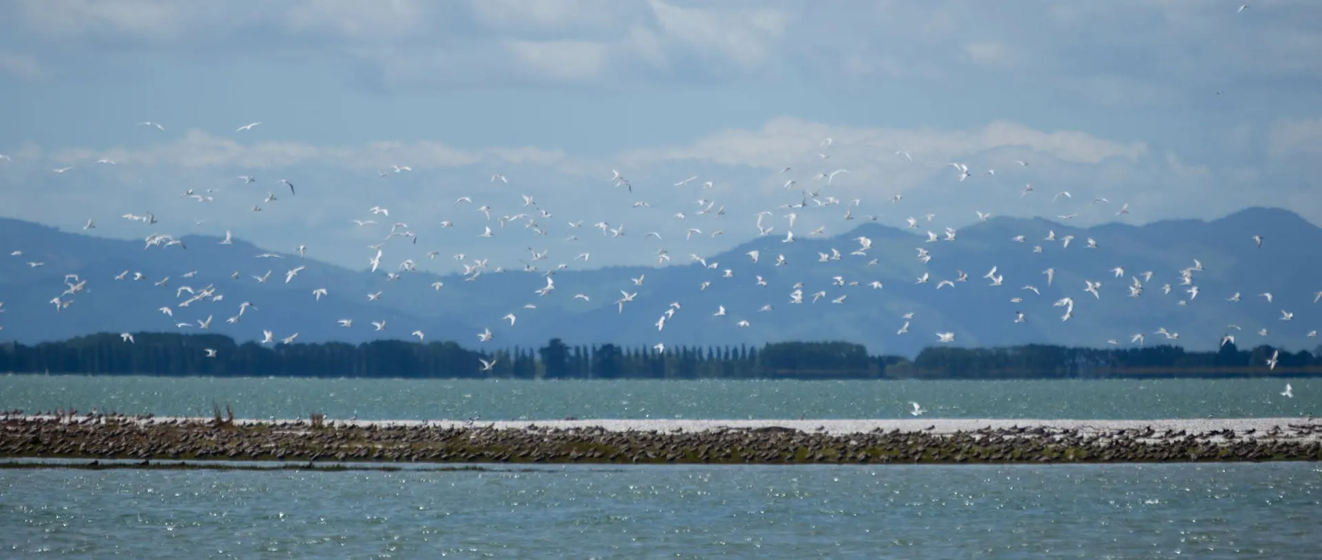 A flock of shorebirds rising over a shoreline against distant hills