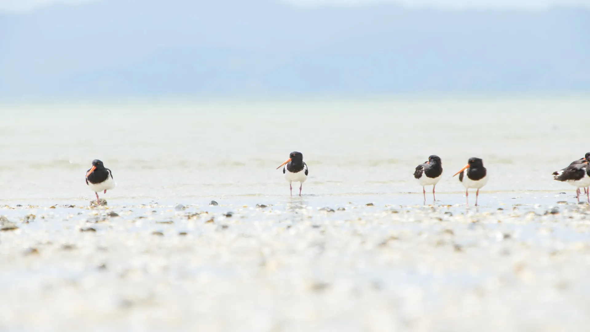 Shorebirds gathered along a quiet beach at first light
